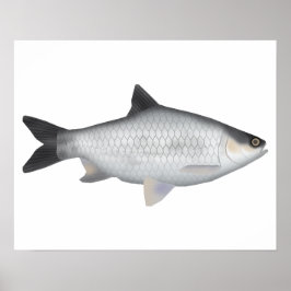 Olivenbarbe Poster