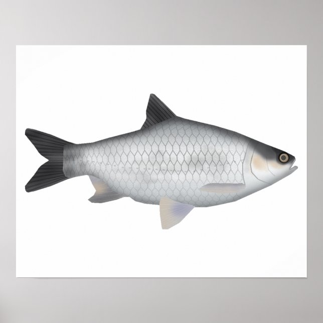 Olivenbarbe Poster (Vorne)