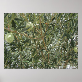 Olivenbaum-Blätter Poster