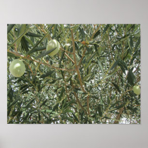 Olivenbaum-Blätter Poster