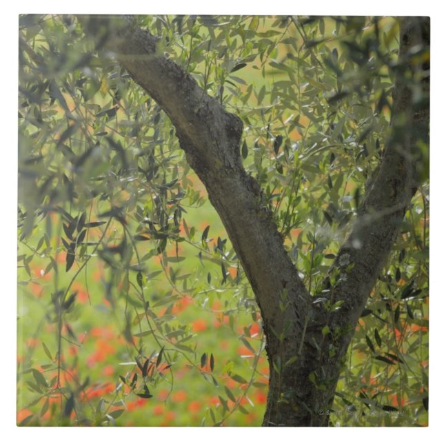 Olivenbaum, Castiglione d'Orcia, Siena-Provinz, Fliese (Vorderseite)