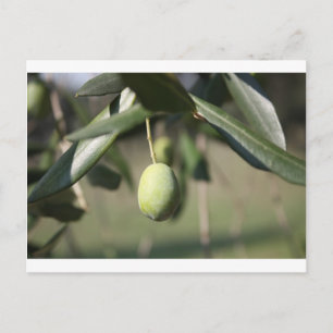 Olivenbaum in Italien Postkarte