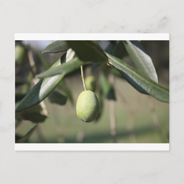 Olivenbaum in Italien Postkarte (Vorderseite)