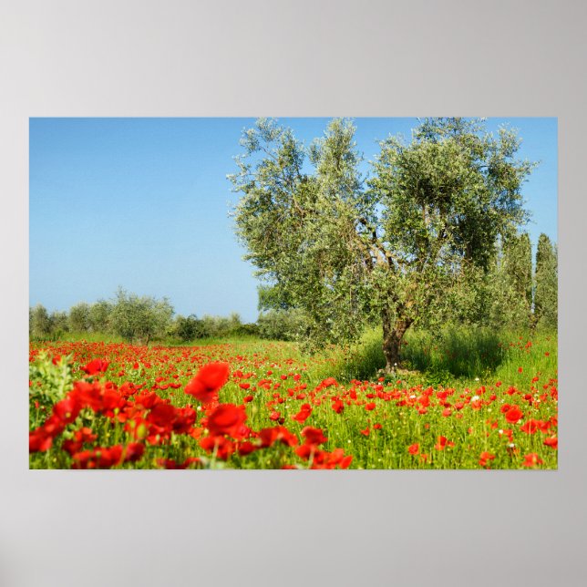 Olivenbaum in Mohnfeld-Poster Poster (Vorne)