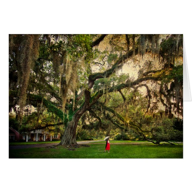 Olivenbaum in Pascagoula MS (Vorderseite (Horizontal))