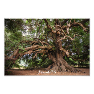 Olivenbaum-Jeremias-17:8 Plakat Fotodruck