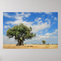 Olivenbaum
