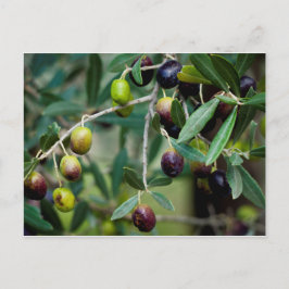 Olivenbaum Postkarte