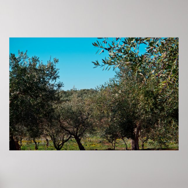 Olivenbäume in der apulischen Landschaft im Herbst Poster (Vorne)