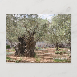 Olivenbäume in Gethsemane, Jerusalem, Israel Postkarte