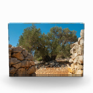 Olivenhaine Fotoblock