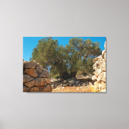 Olivenhaine Leinwanddruck