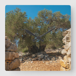 Olivenhaine Quadratische Wanduhr