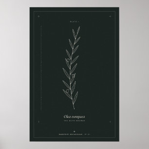 Olivenzweig Botanische Linienkunst Poster, Dunkle Poster