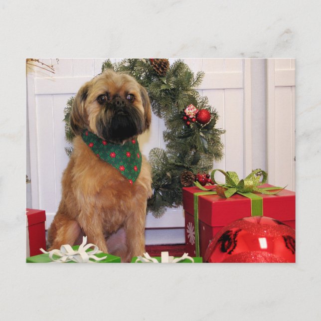 Oliver - Brüssel Griffon - Andrews Postkarte (Vorderseite)