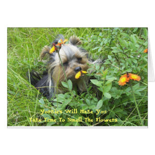 Oliver in den Blume 7-3-2007, Yorkie's Will M...