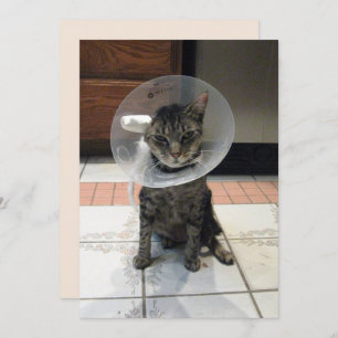 Oliver The Cats Cone of Shame Flat Get Well Card Karte