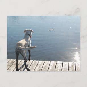 Oliver the Golden Labrador Postkarte