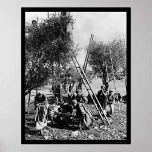 Olivgrüne Ernte Palästina 1886 Poster