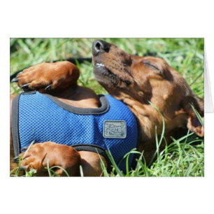 Olli die Daschund Karte