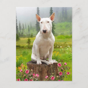"Ollie" Postkarte