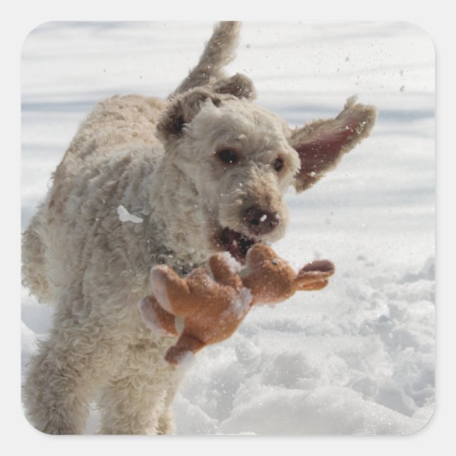 Ollie Quadratischer Aufkleber (Vorderseite)