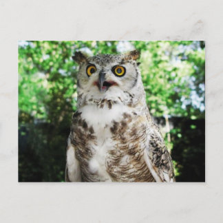 " OLLY " THE OWL POSTCARD POSTKARTE
