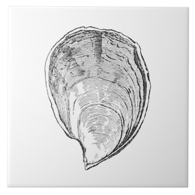 Olympia-Austern-Illustration Fliese (Vorderseite)