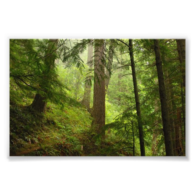 Olympic National Park Washington Rainforest Foto (Vorne)