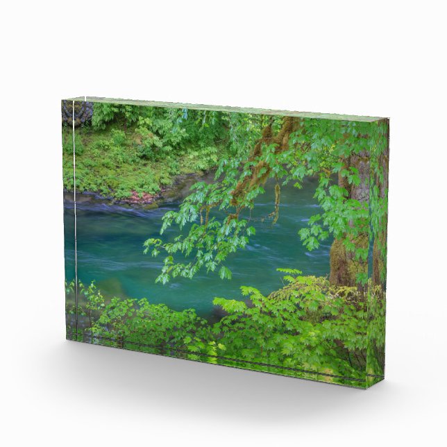 Olympic National Park Washington Staat Fotoblock (Rechts)