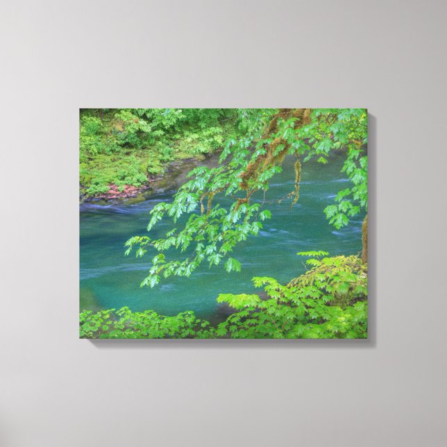 Olympic National Park Washington Staat Leinwanddruck (Vorderseite)