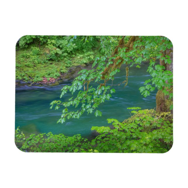 Olympic National Park Washington Staat Magnet (Horizontal)