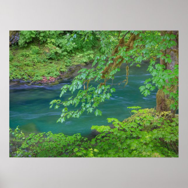 Olympic National Park Washington Staat Poster (Vorne)