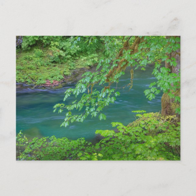 Olympic National Park Washington Staat Postkarte (Vorderseite)