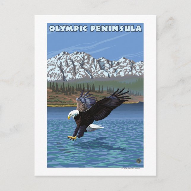 Olympische Halbinsel, WashingtonFischereiadler Postkarte (Vorderseite)