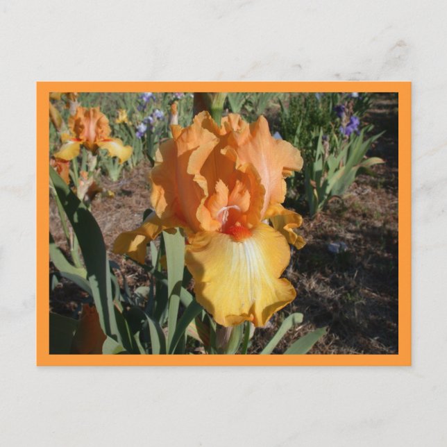 Olympische Herausforderung Postkarte (Vorderseite)