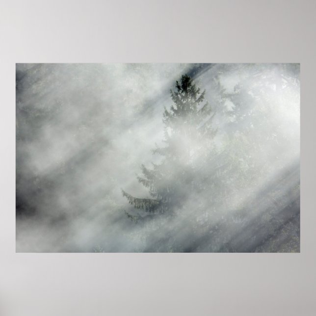 Olympischer Nationalpark | Hoh River Valley Poster (Vorne)