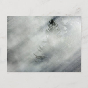 Olympischer Nationalpark   Hoh River Valley Postkarte