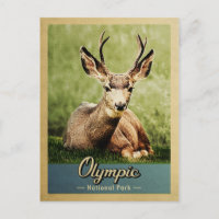 Olympischer Nationalpark Vintag Hirsch