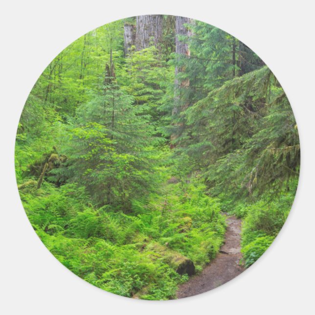 Olympischer Nationalpark, Waldweg Runder Aufkleber (Vorderseite)