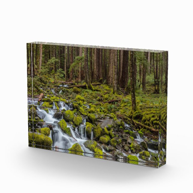 Olympischer Nationalpark, Washingtoner Staat Fotoblock (Rechts)