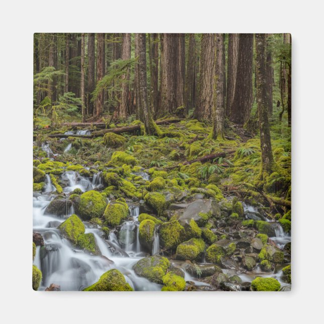 Olympischer Nationalpark, Washingtoner Staat Magnet (Vorne)