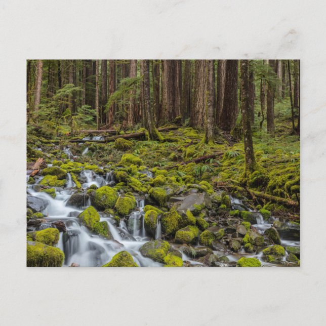 Olympischer Nationalpark, Washingtoner Staat Postkarte (Vorderseite)