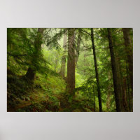 Olympisches Regenwald Evergeens und Mist-Foto