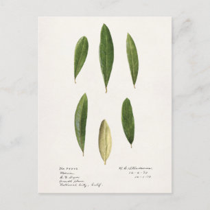 Ölzweige (Olea Europaea) Aquarellmalerei Postkarte