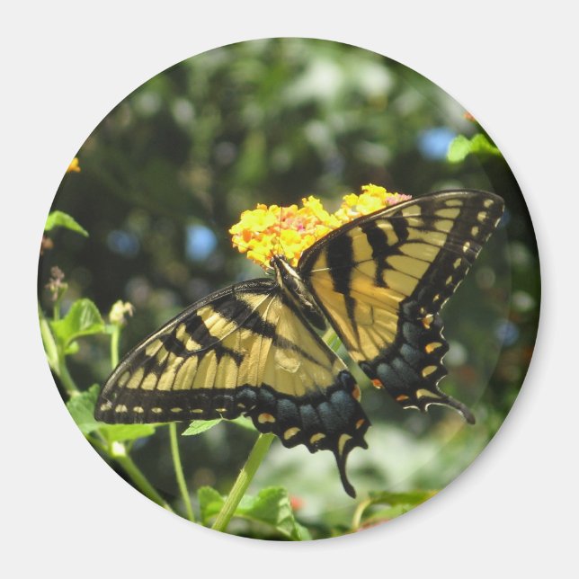 OM- Gelbes Frack Schmetterling-Magnet Magnet (Vorne)