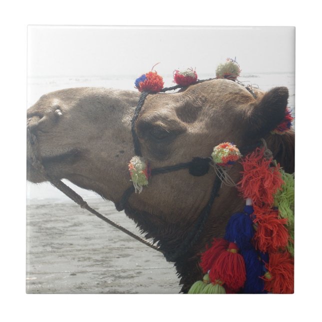 Oman Muscat Camel Foto Art Print Fliese (Vorderseite)