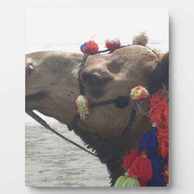 Oman Muscat Camel Foto Art Print Fotoplatte (Vorderseite)