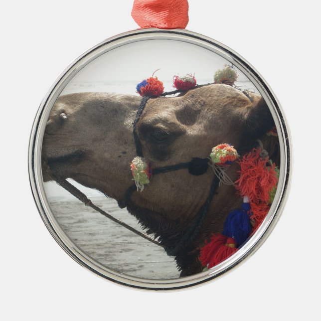 Oman Muscat Camel Foto Art Print Ornament Aus Metall (Vorne)
