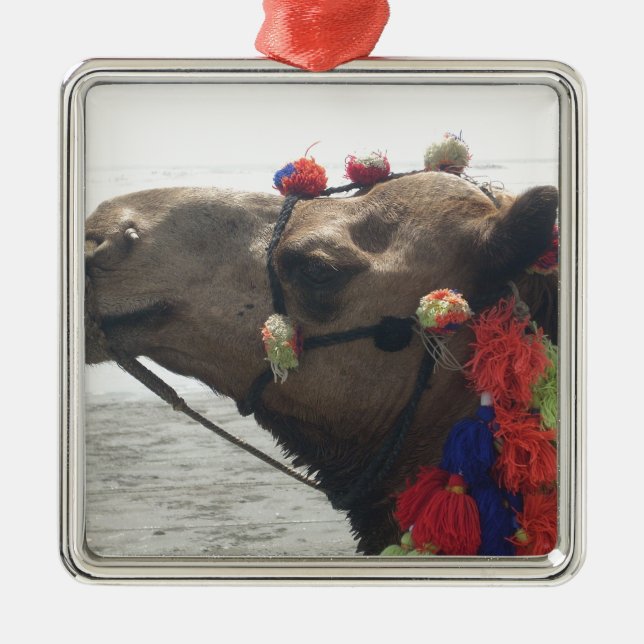 Oman Muscat Camel Foto Art Print Ornament Aus Metall (Vorne)